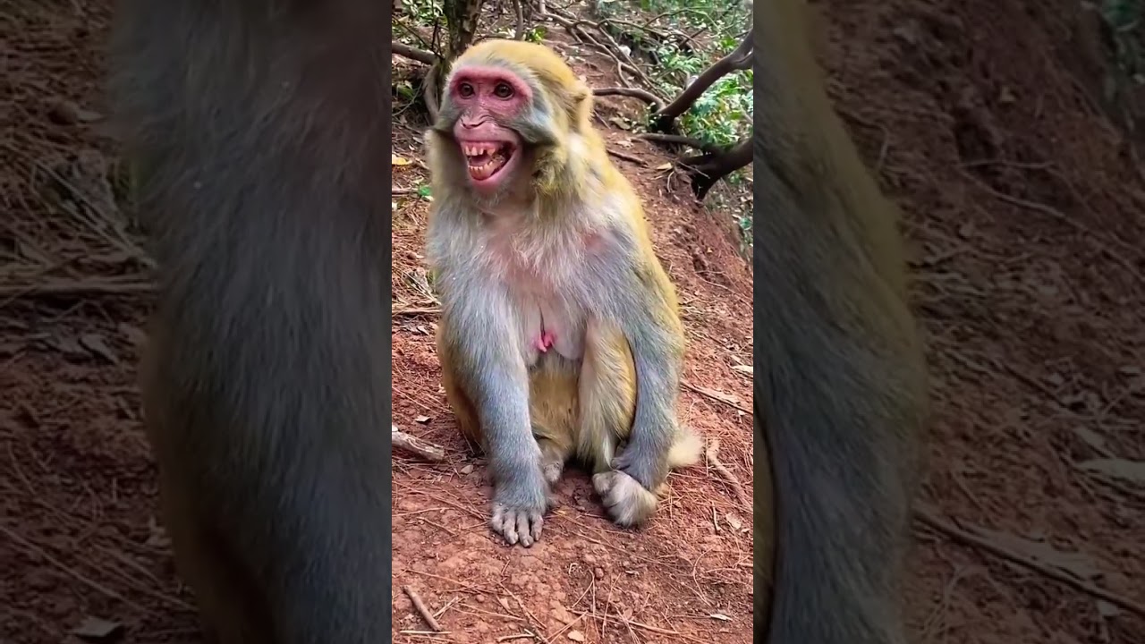 Monkey funny videos 🤣#trendingshorts #tikilifestyle #monkey #ytshorts #youtubeshorts #shortvideo
