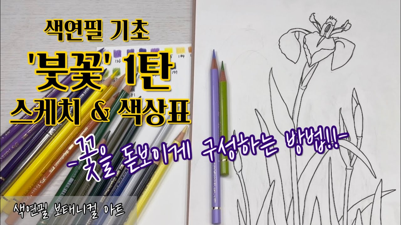 색연필 기초/붓꽃(아이리스)1탄/스케치&색상표/꽃을 돋보이게 스케치하는 방법/색연필 보태니컬아트 기초