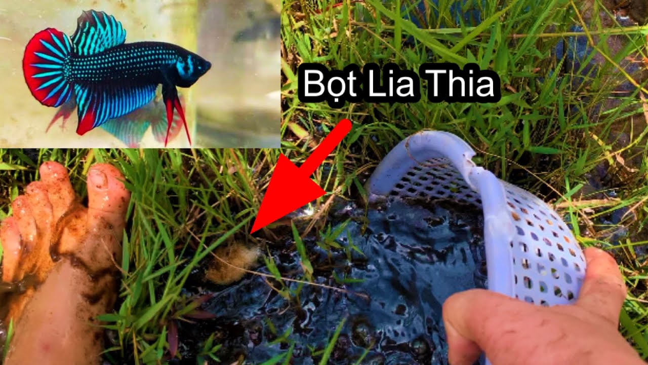 12 Giờ Chưa Đi Hớt Bọt Cá Lia Thia Đồng Quá Nóng 🥵