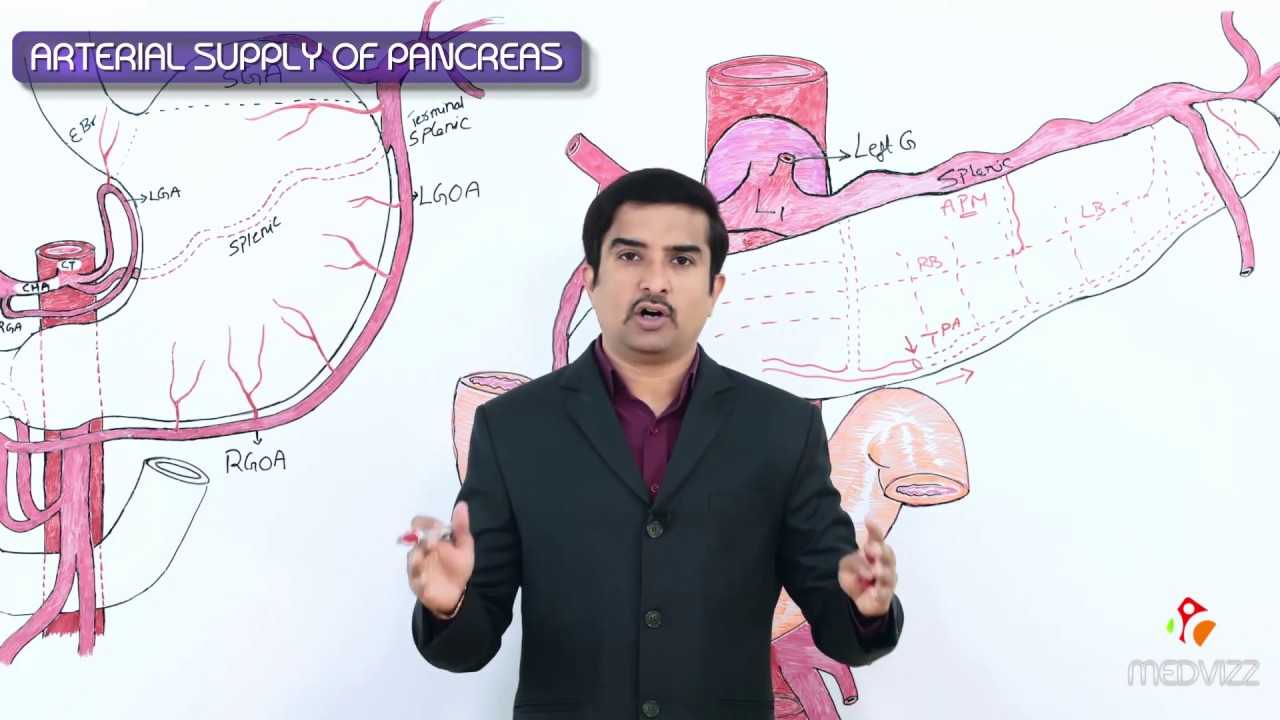 Blood supply of Pancreas