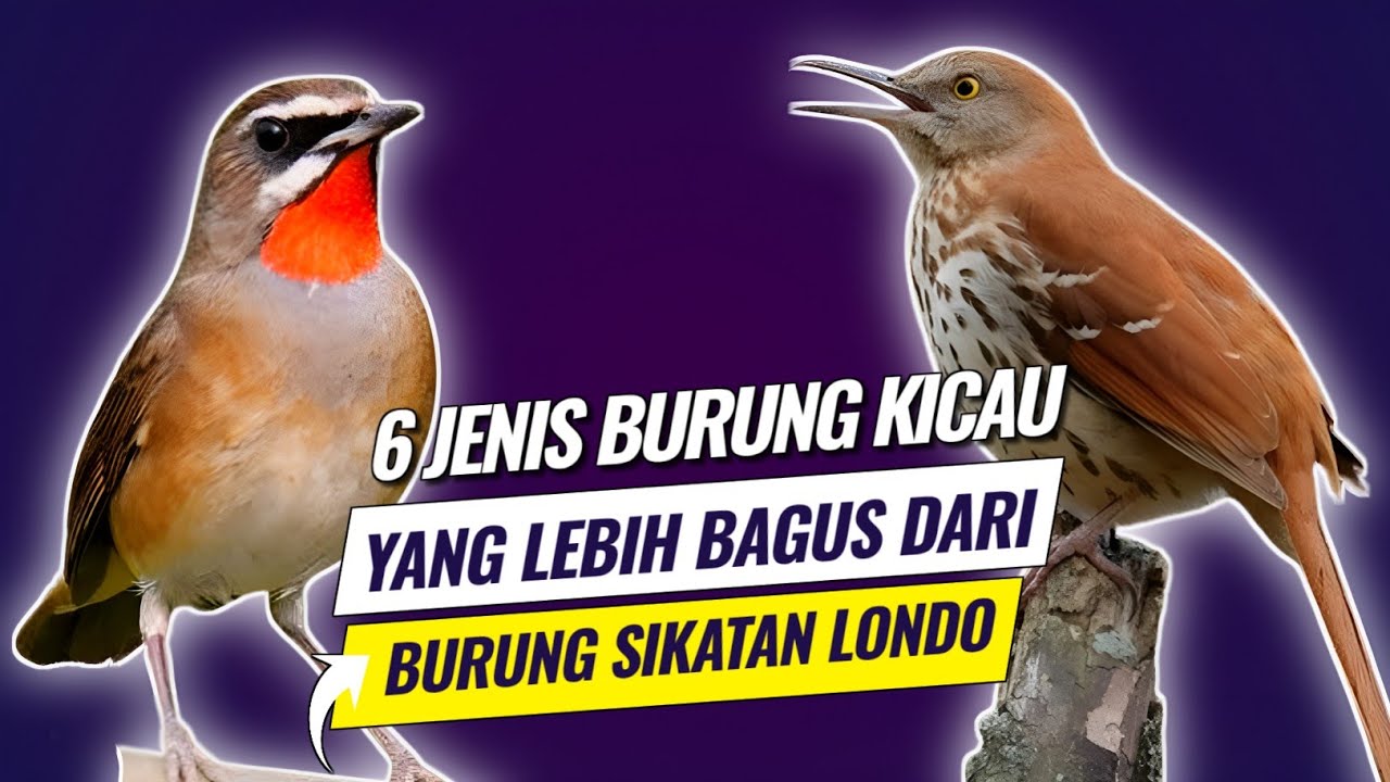 6 Jenis burung kicau yang lebih bagus dari burung sikatan londo