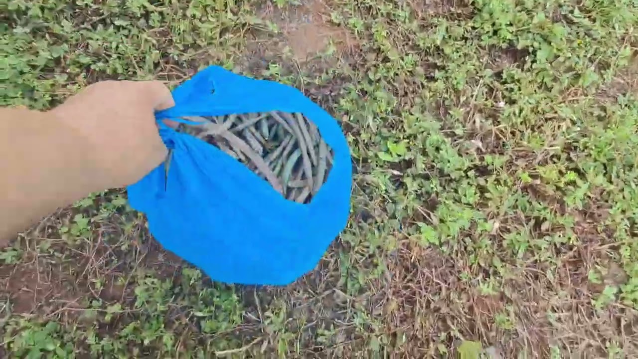 Colhemos feijão e usamos a roçadeira e o girassol  ta cada dia mas lindo 👨‍🌾👩‍🌾#Sítio do zero 