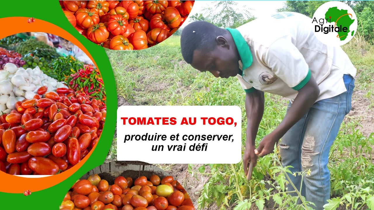 Produire et conserver la tomate, un vrai défi | Agridigitale