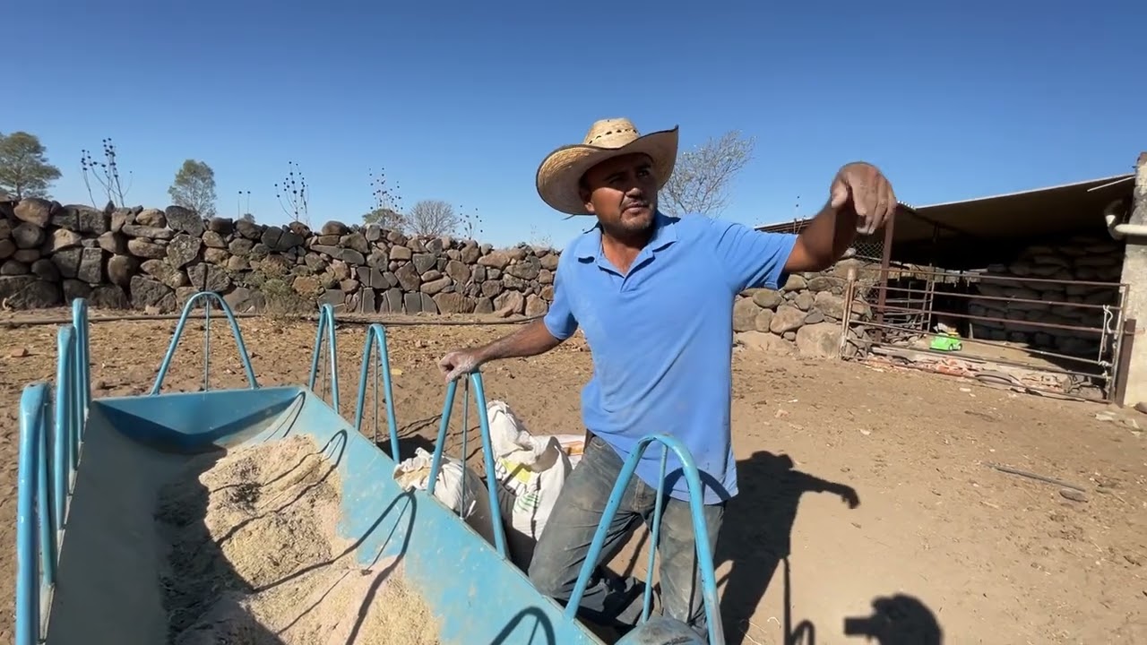 dieta sencilla para becerros en pastoreo