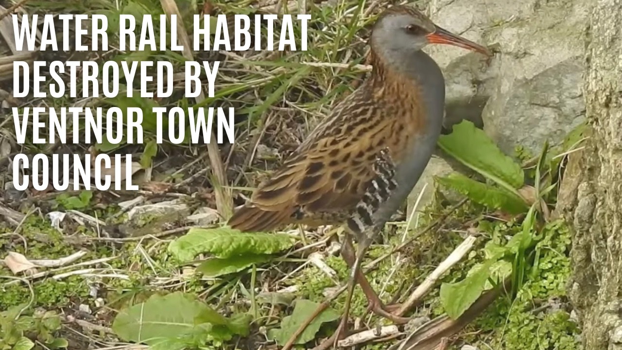 Destruction of nesting bird habitat
