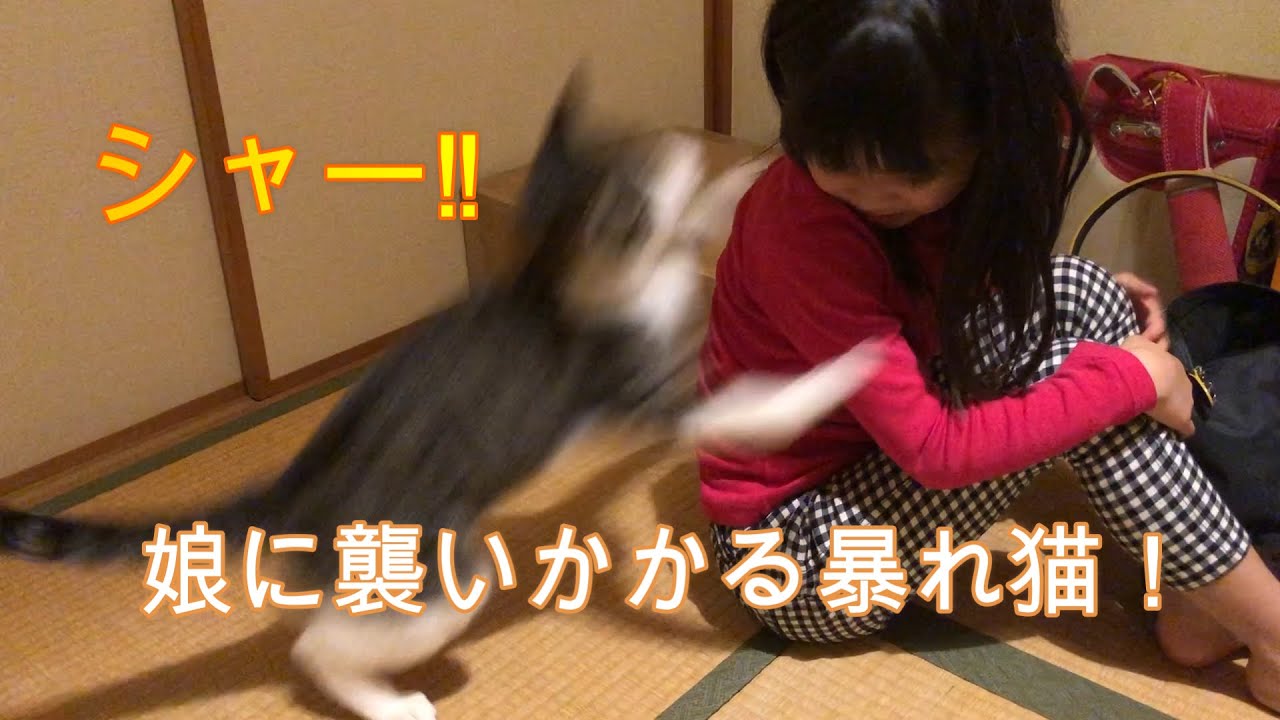 娘に襲い掛かる暴れ猫！　生後1日目に育児放棄された猫【保護猫/キジジロ】