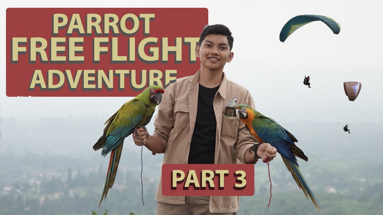 PARROT ADVENTURE LAGI, KEREN NERBANGIN BURUNG BARENG PARALAYANG