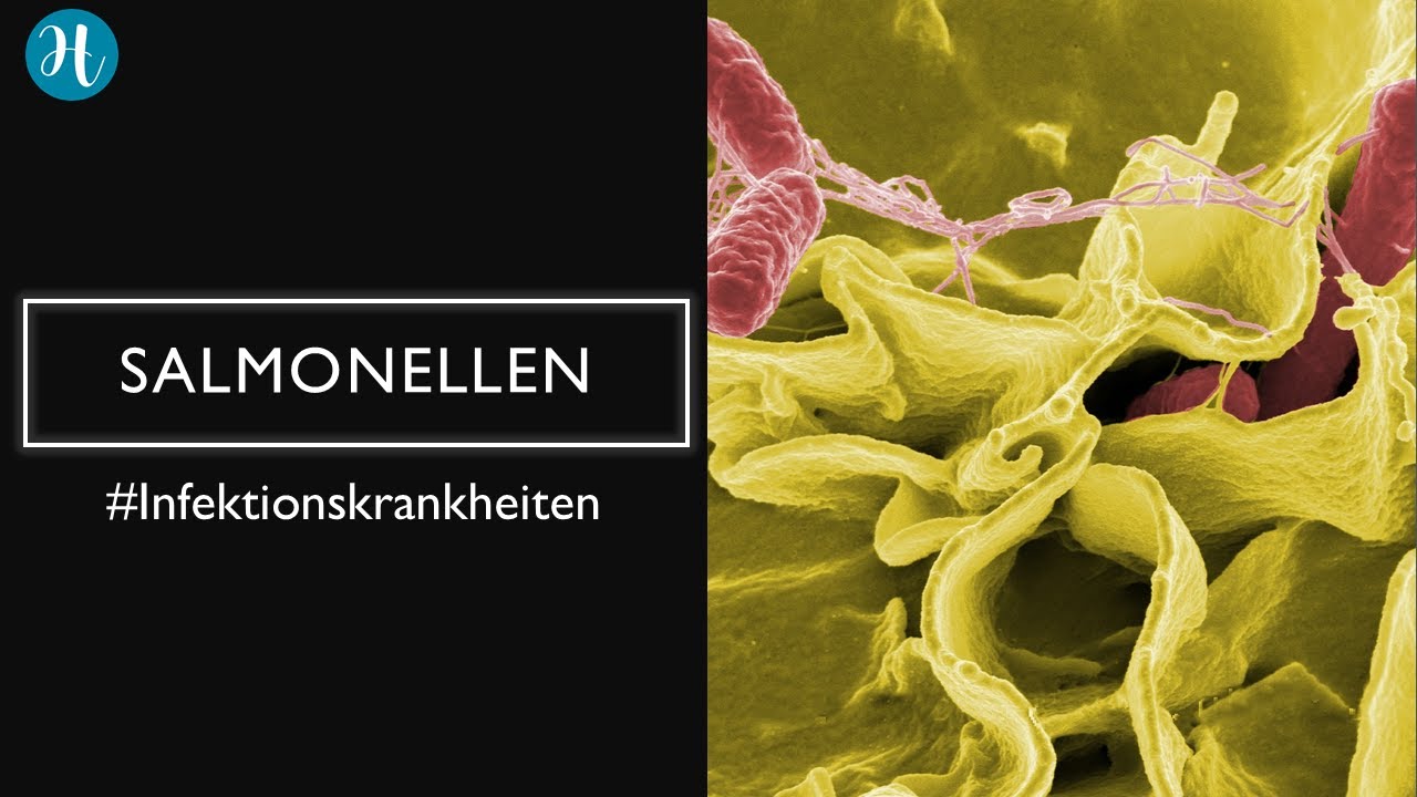 Salmonellen - die unsichtbare Gefahr