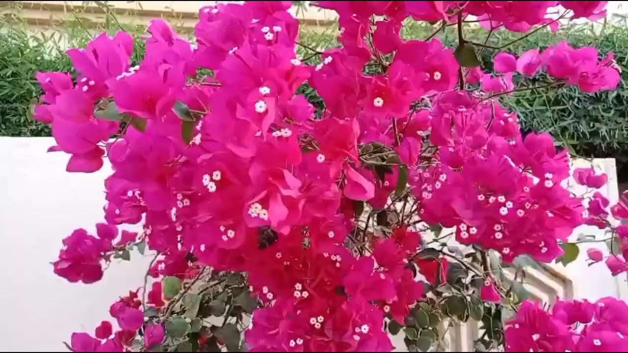 തട്ടിക്കൊണ്ടൽ  നാടകത്തിൽ കളിച്ചത്ckc ആണെന്നറിഞ്ഞ പ്രണവ്ckc യുടെ കഴുത്തിന്