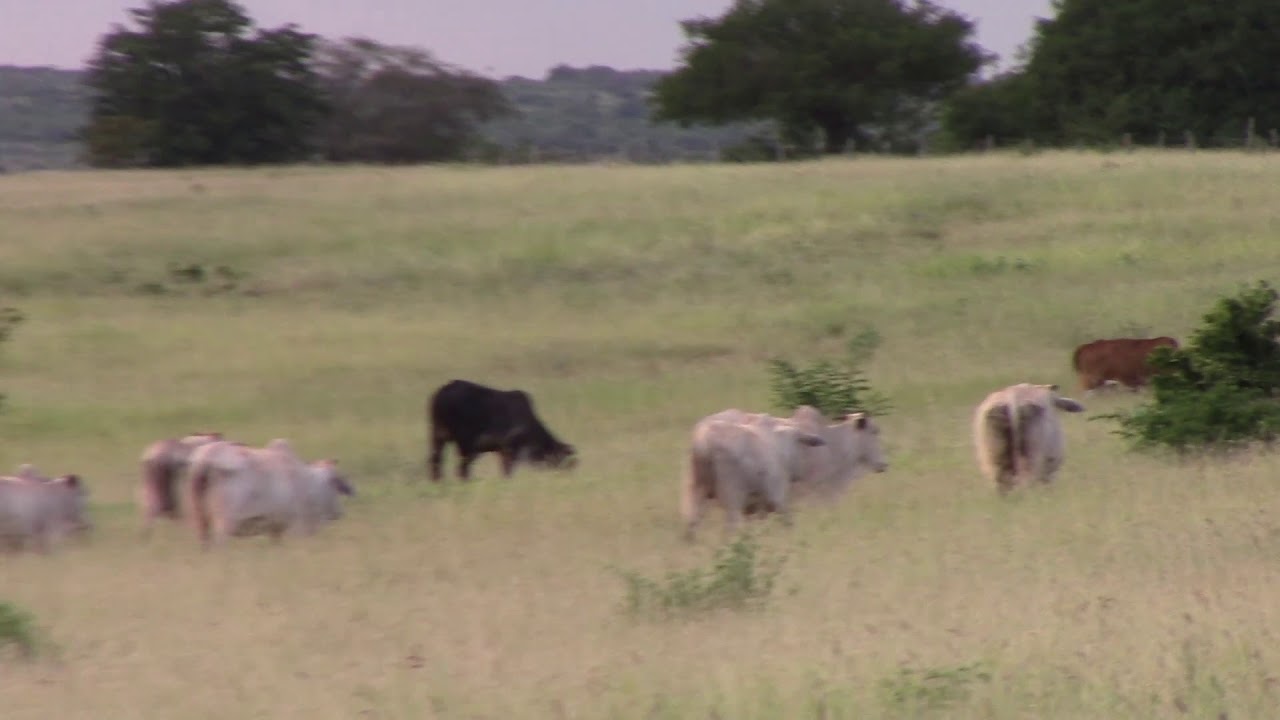 Gado No Pasto - Comendo Capim Buffel