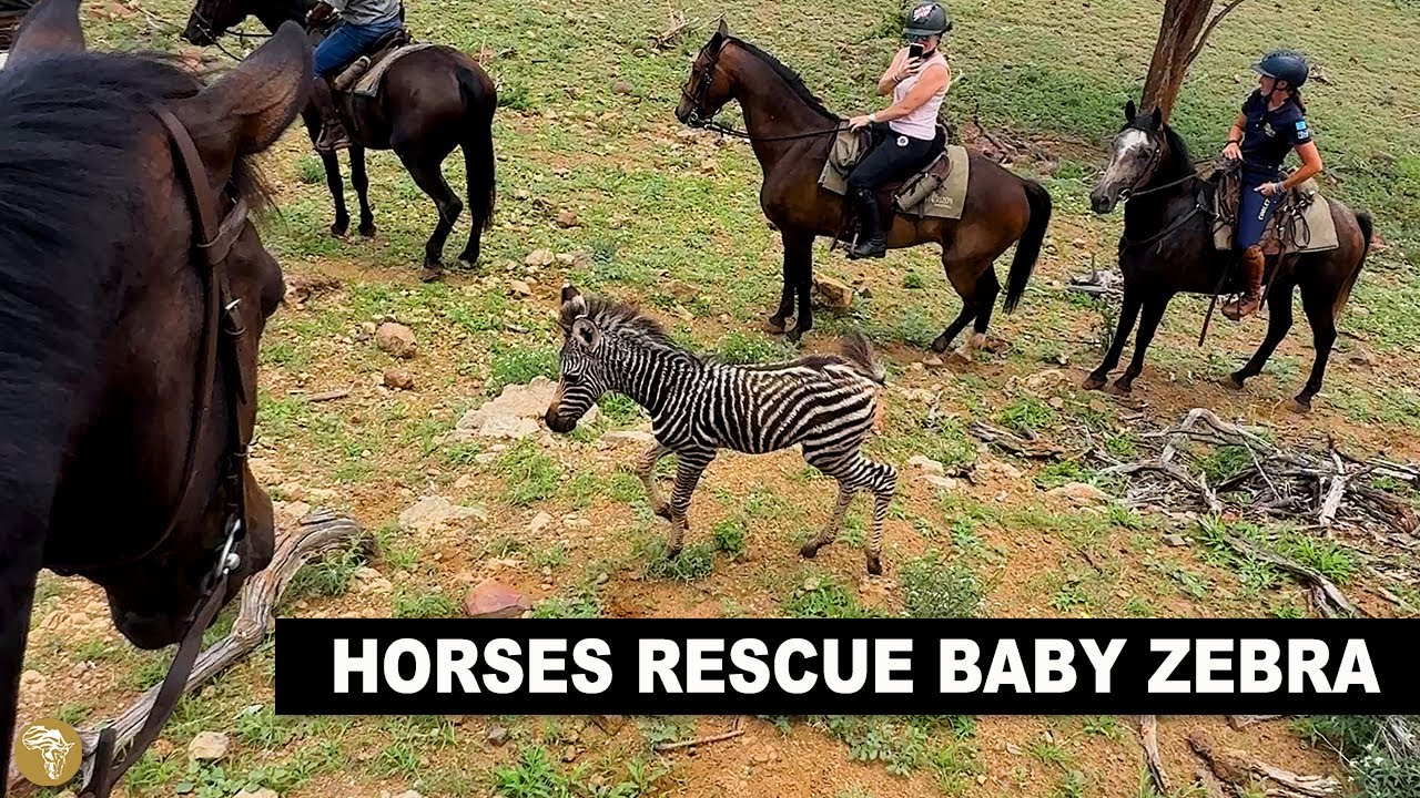 Лошадь и всадники спасают детеныша зебры во время нашего сафари на лошадях в Тули, Ботсвана, Африка.