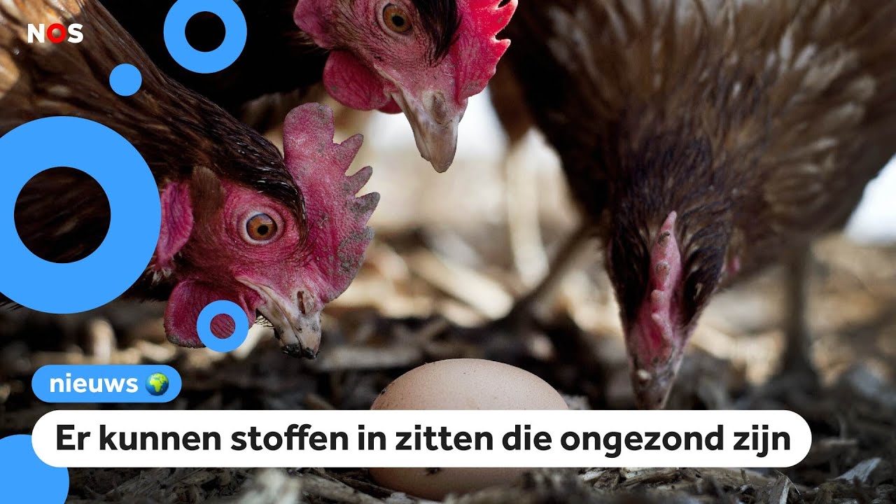 Advies gezondheidsorganisatie: 'Eet geen eieren van kippen uit eigen tuin'