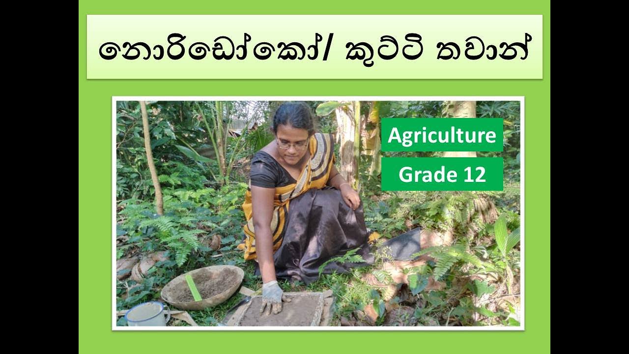 How to prepare Noridoko Nursery / Blocking Nursery | Agriculture Grade 12 | Sinhala Medium