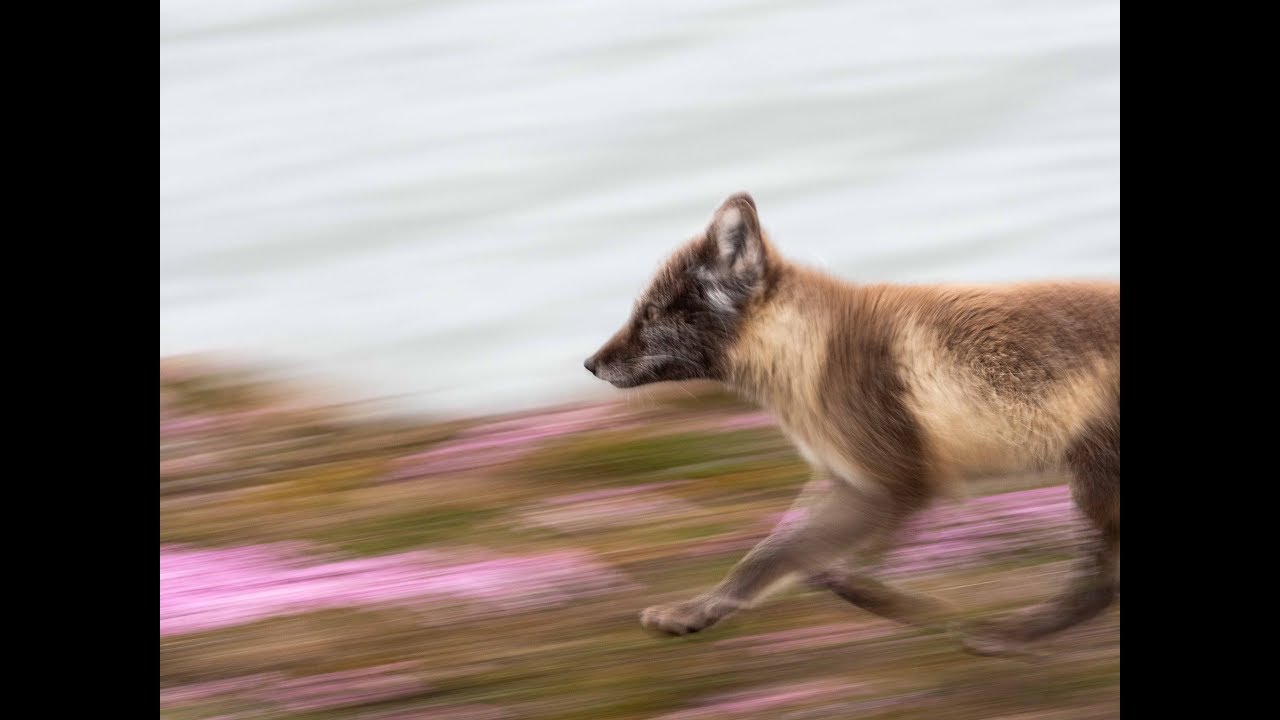 Testing the fantastic Pro Capture function in Olympus - Pagophilia wildlife photography stories