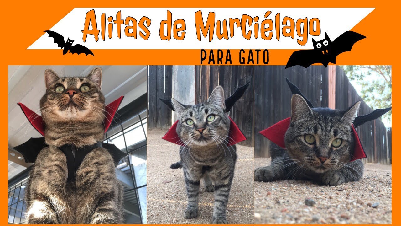 Hice unas Alitas de Murciélago para mi Gato (Moonpie)