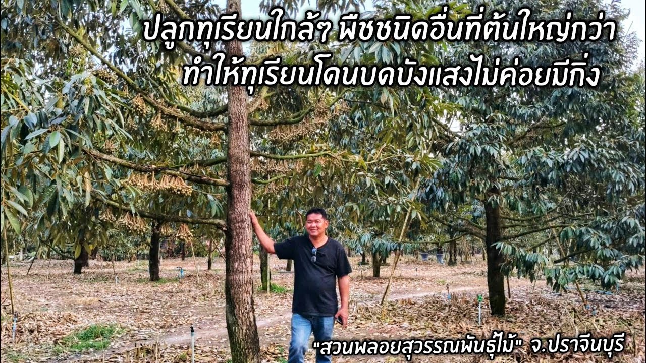 ปลูกทุเรียนใกล้ๆ พืชชนิดอื่นที่ต้นใหญ่กว่า ทำให้ทุเรียนโดนบดบังแสงไม่ค่อยมีกิ่ง