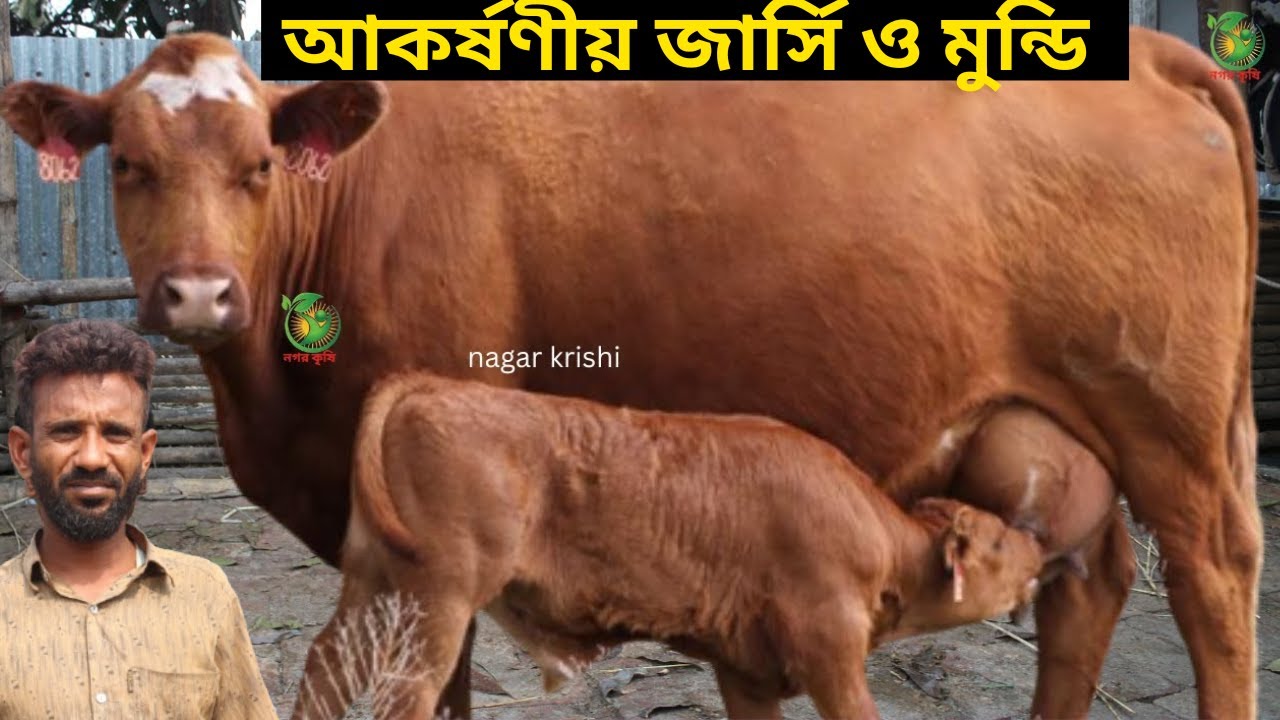 হারুন ভাইয়ের জীবনের সেরা কমদামে জার্সি ও মুন্ডি ! ১৫-২০ লিটারের মধ্যে বাচ্চাসহ গাভীর কালেকশন