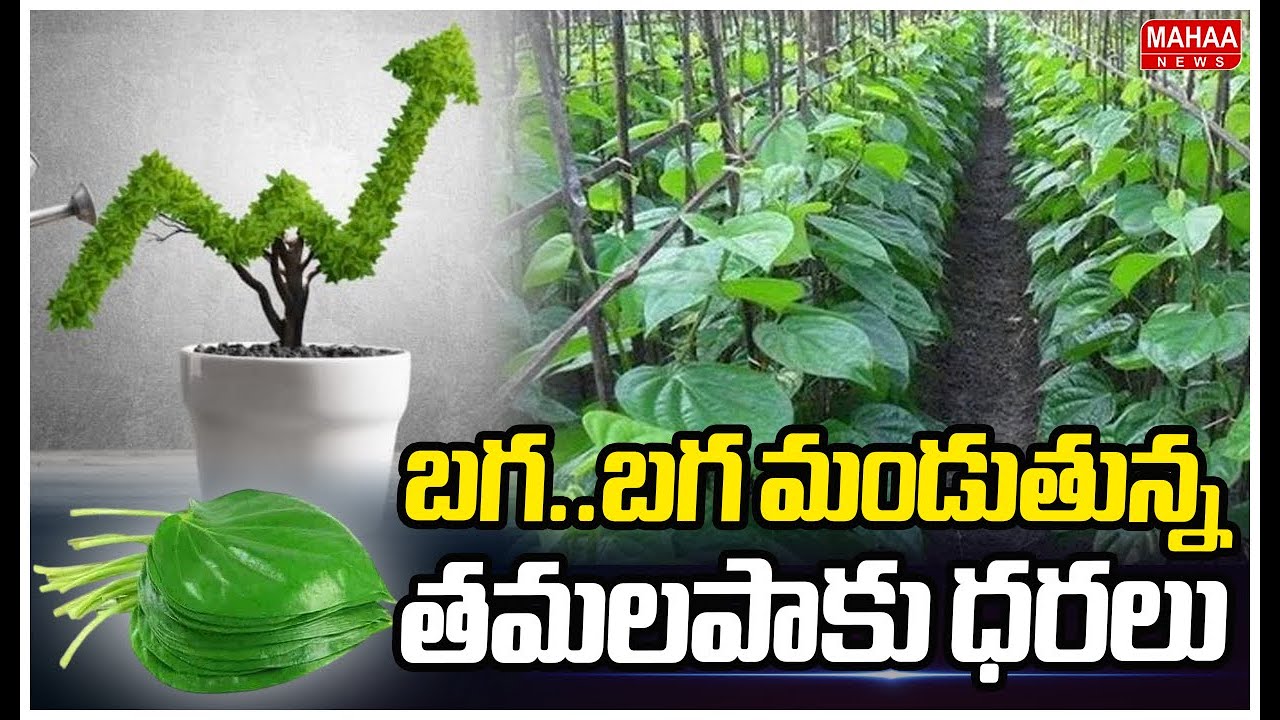 బగ..బగ మండుతున్న తమలపాకు ధరలు | Mahaa News