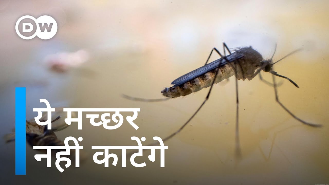मच्छरों की डीएनए बदलने में जुटे वैज्ञानिक [Wiping out mosquitoes to fight malaria?]