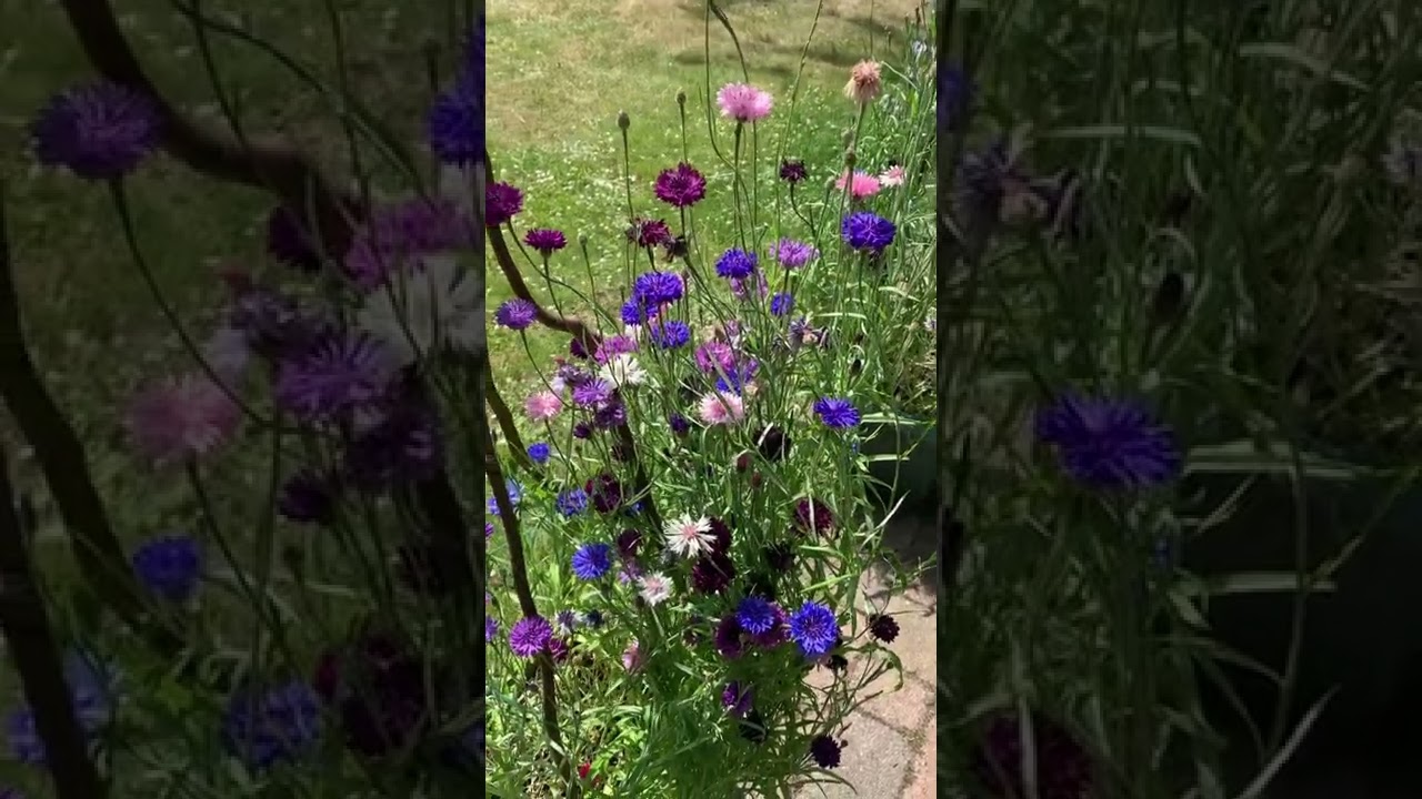 A cluster of cornflowers 😍 #cornflower