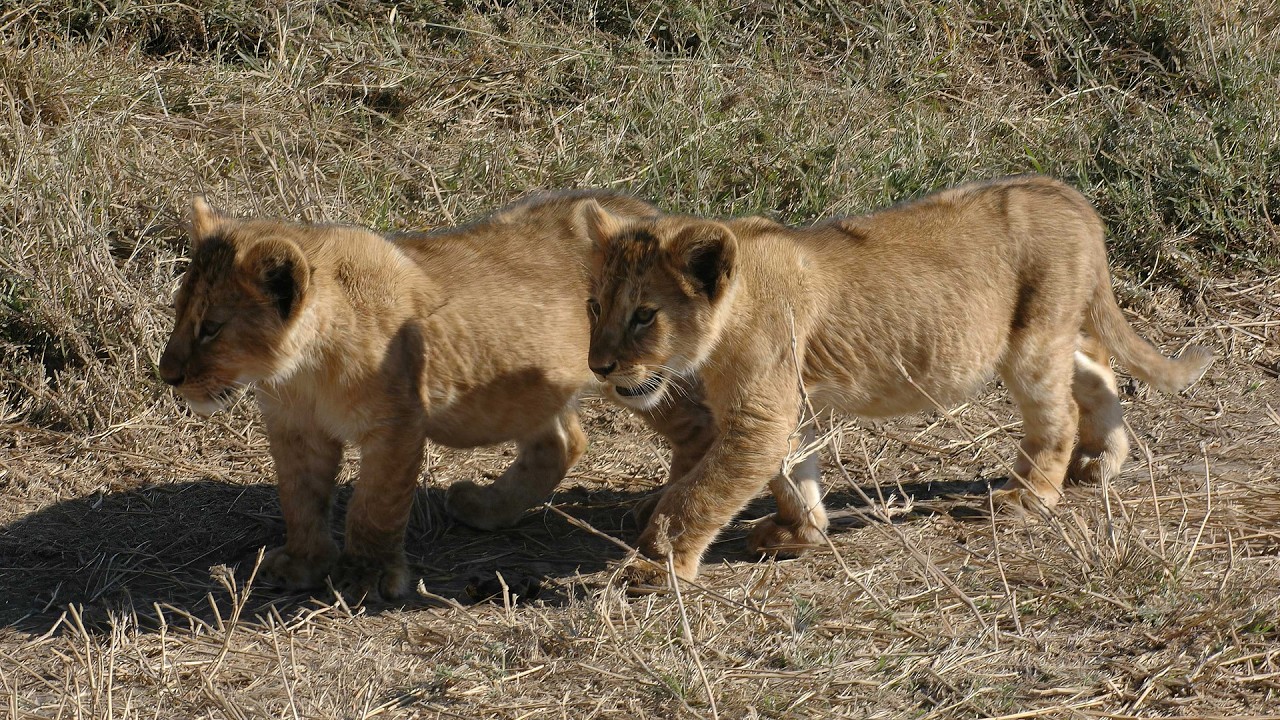 TANZANIE TERRE FÉLINE