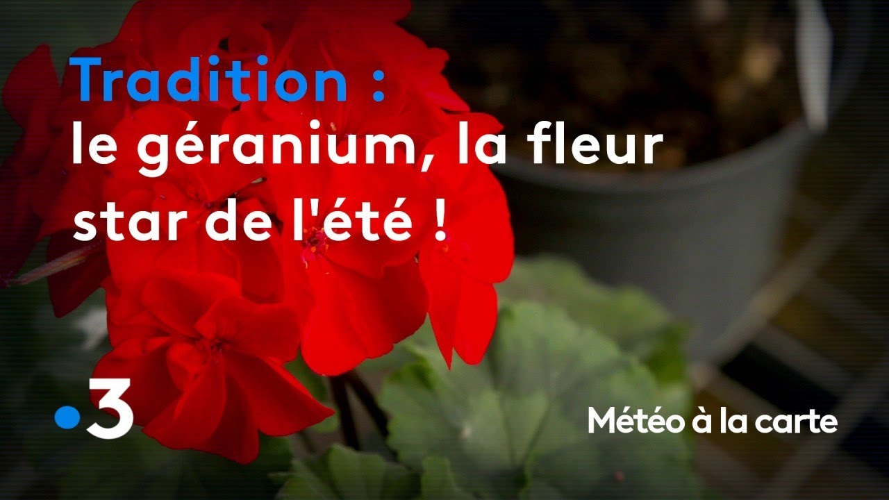 Le géranium, la fleur star de l'été - Météo à la carte