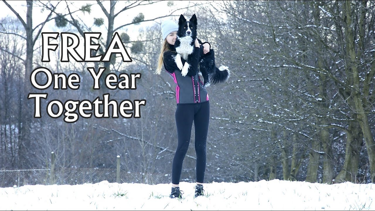 Frea Border Collie | One Year Together ♥