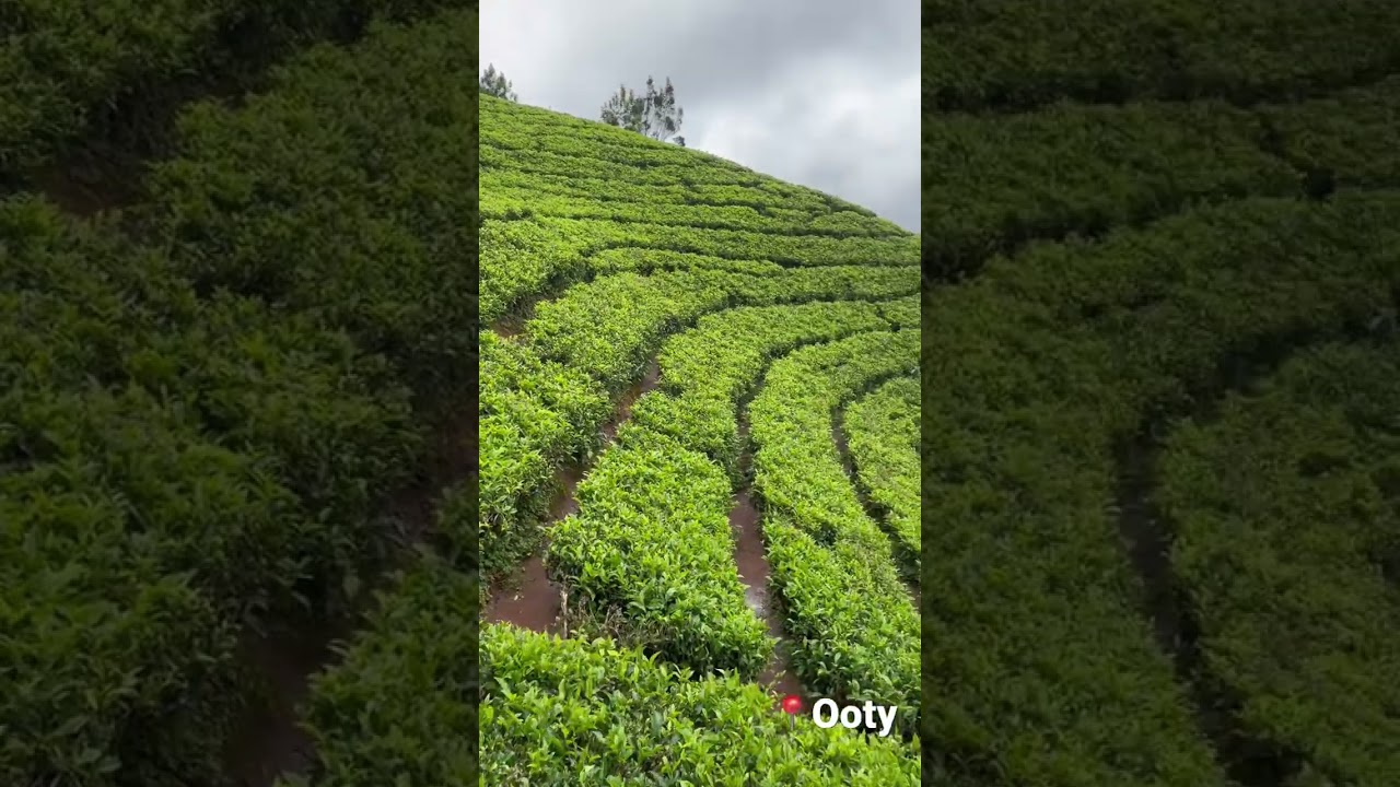 📍Ooty Tea Garden #ootytrip #teagarden #ootytour