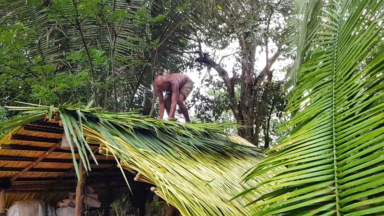 Processo completo de como tirar pindoba (folha da palmeira babaçu) e cobrir casa com elas