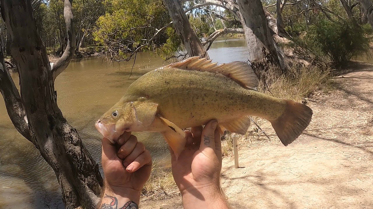 MURRAY COD OPENING - Edwards River