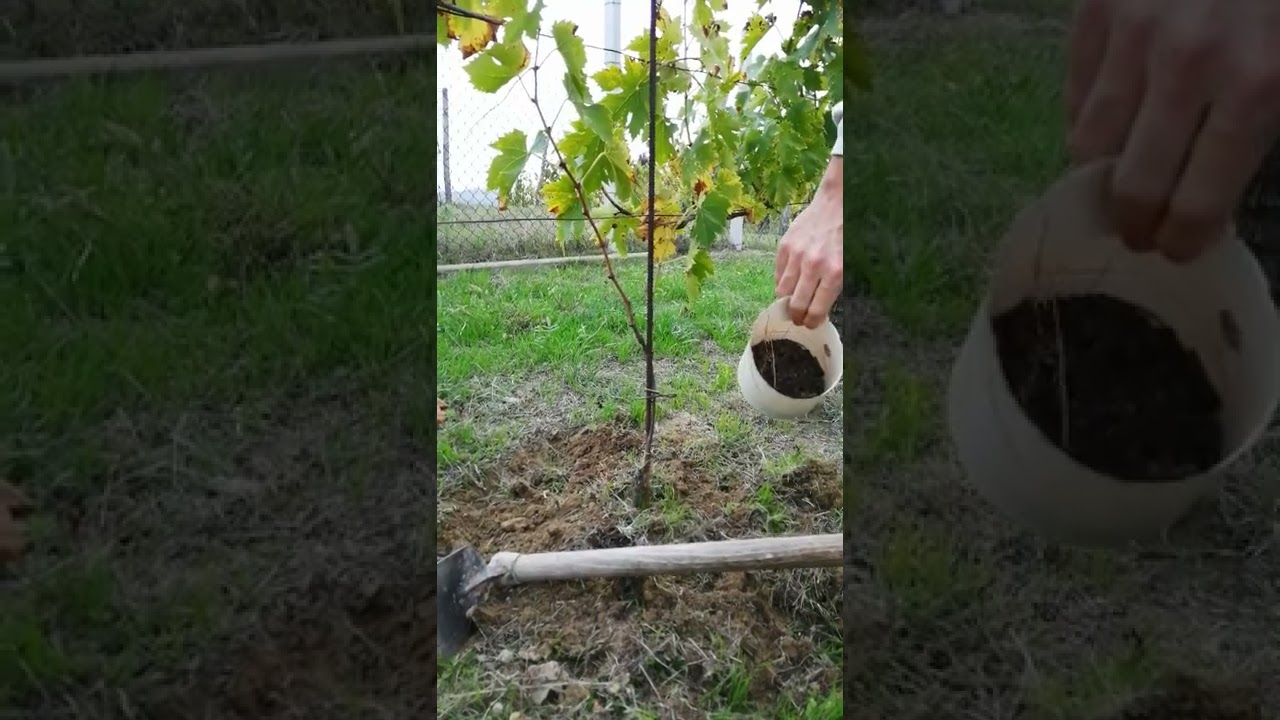 Zappatura e concimazione organica localizzata su barbatelle di moscato