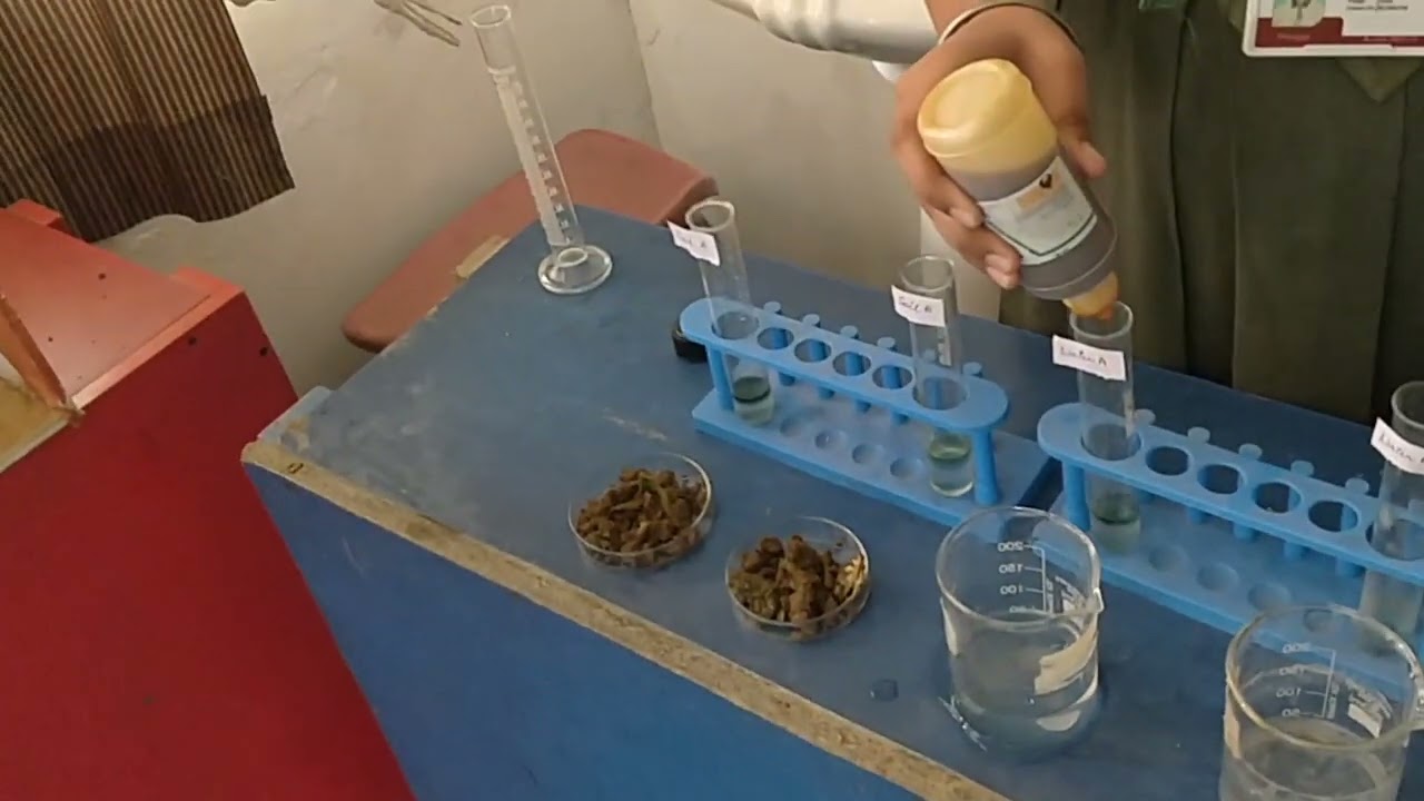 SCIENCE PROJECT PHYTOREMEDIATION