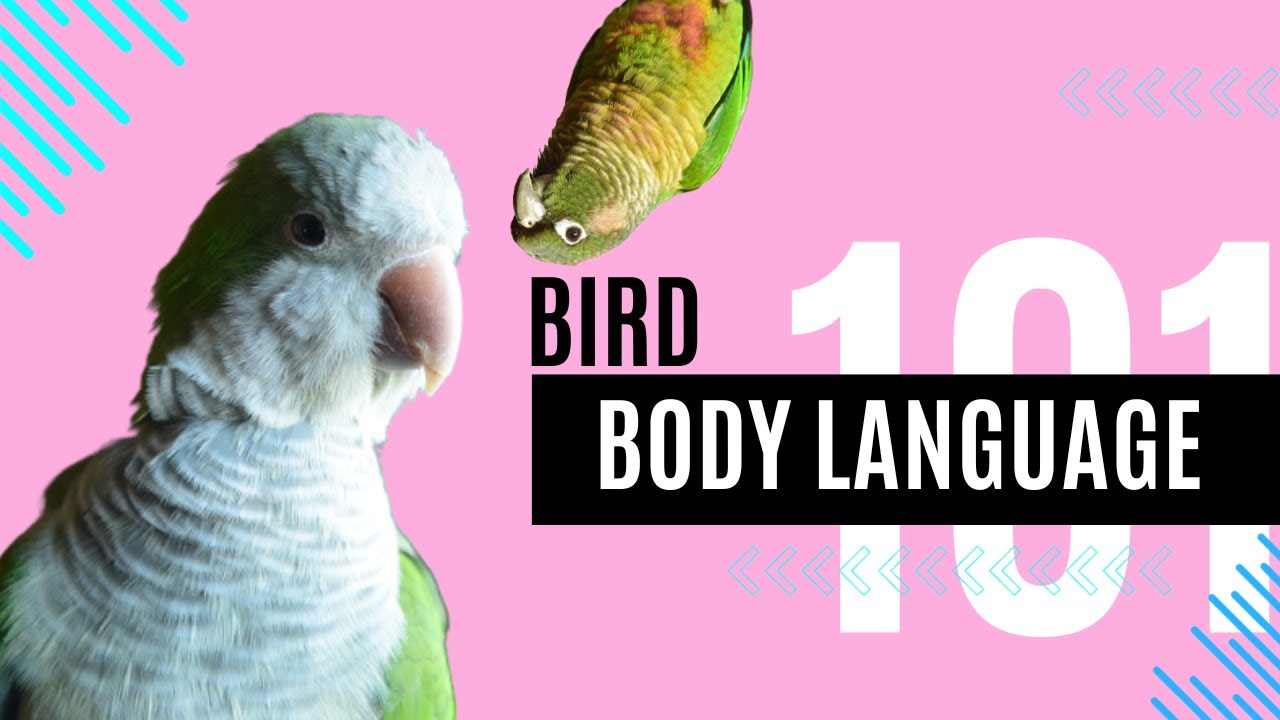 Bird Body Language 101 | Topics