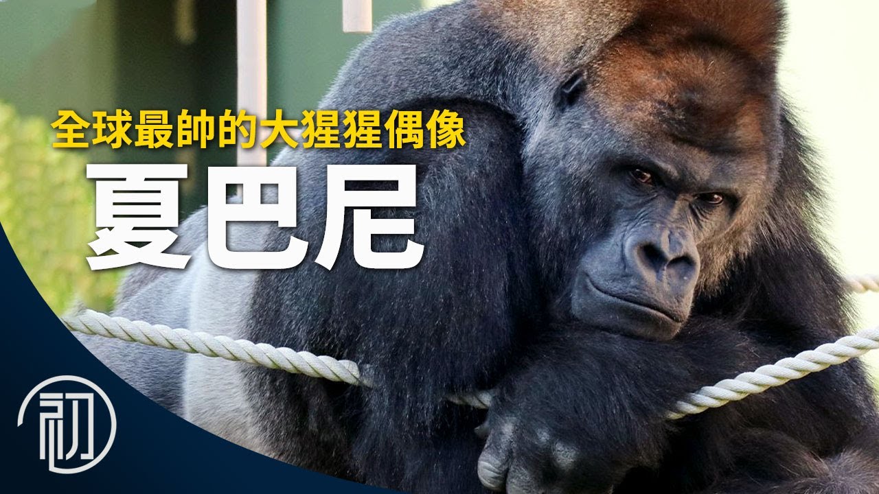 夏巴尼的故事 | 全球最帥的大猩猩偶像 | 型男猩猩的帥氣秘訣