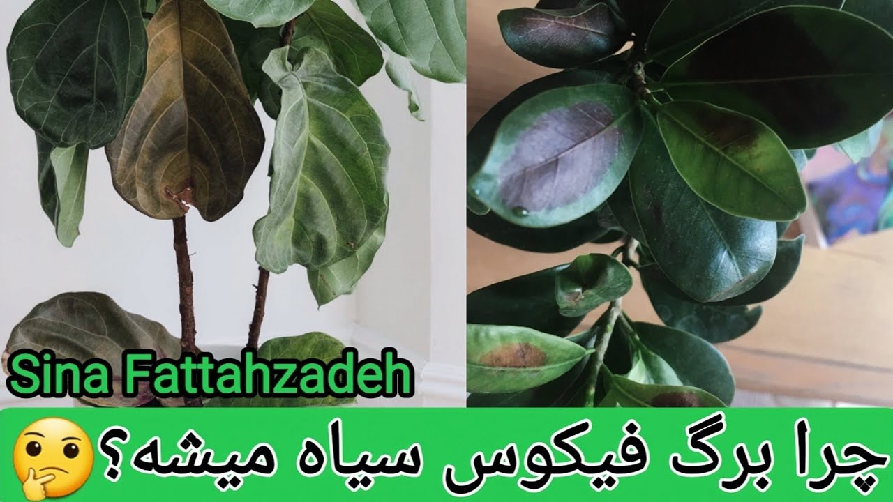 علت سیاه شدن برگ فیکوس 🤔 + آموزش درمان گیاه ✔️