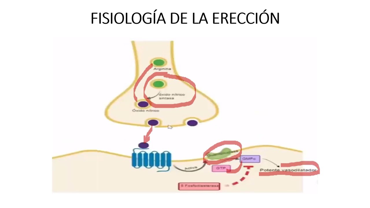 Fisiolog&iacute;a de la erecci&oacute;n masculina