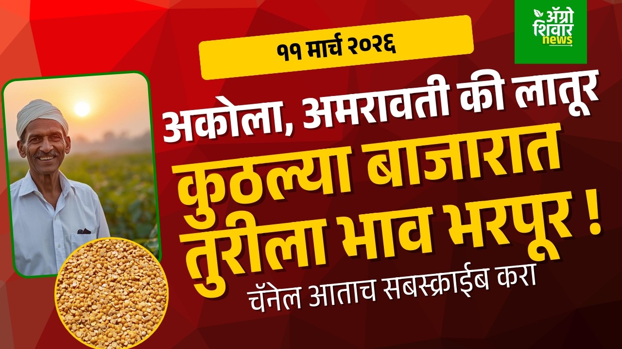 Turbajarbhav: तूर बाजार भाव हमीभावापर्यंत कुठल्या बाजारात पोचले? | 11 March 26
