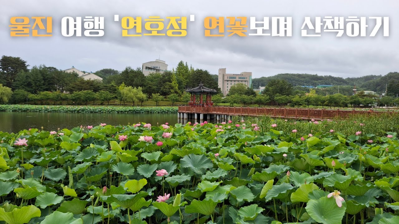연호정 '연꽃'보며 연호공원 산책하기! 울진 가볼만한 곳 #울진여행 #울진 #연호정 #연호공원 #연꽃 #울진가볼만한곳 #역사여행 #울진역사여행