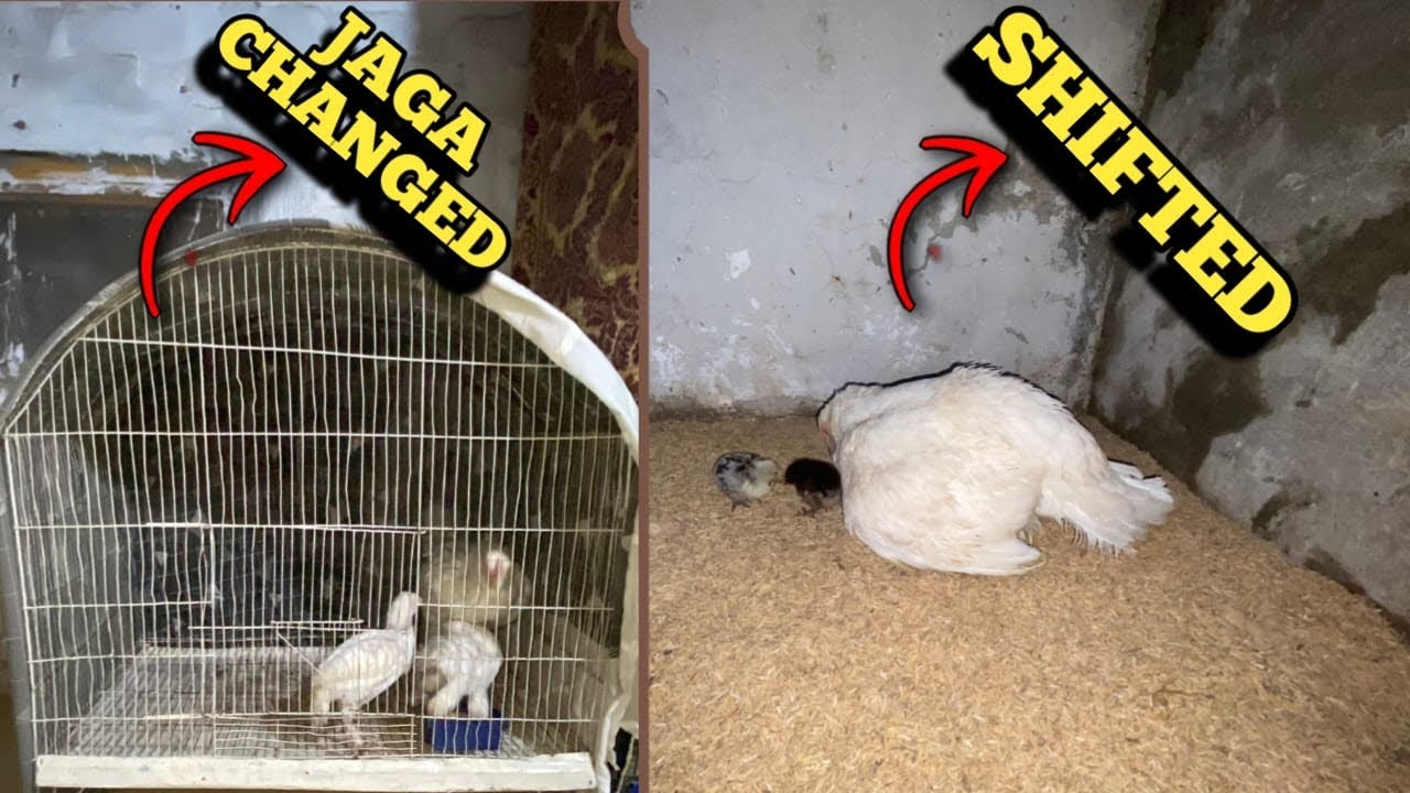 Pushpa or us ka chicks 🐣 ko mini-cage ma shift kr diya || Hamara Bohat bara nuqsaan ho gaya