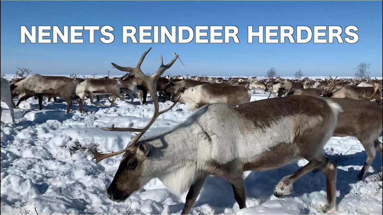 Nenet Reindeer herders of the Tundra - extreme conditions