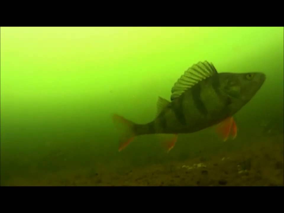 Pimpelfiske, Huggvillig Abborre