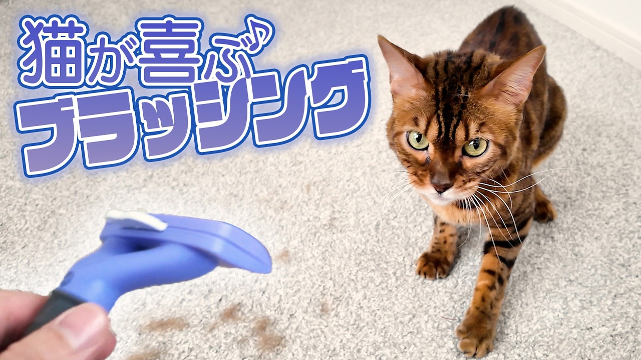 換毛期の猫にはファーミネーター