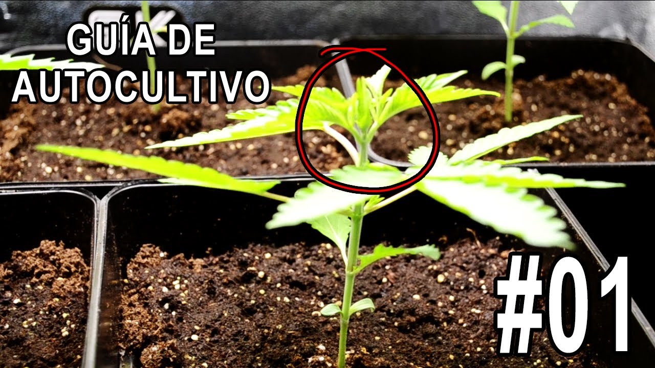 &iquest;C&oacute;mo cultivar cannabis en casa?