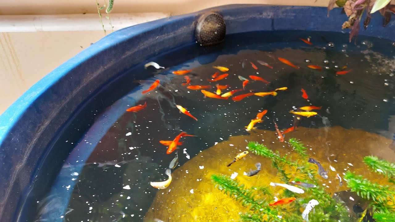 Criação de platy, molinesia,Guppy em caixa d'água 