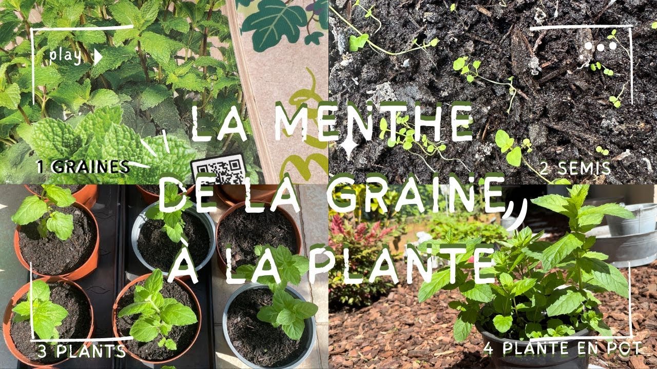 LA MENTHE DE A À Z : COMMENT FAIRE POUSSER LA MENTHE À PARTIR DE GRAINES