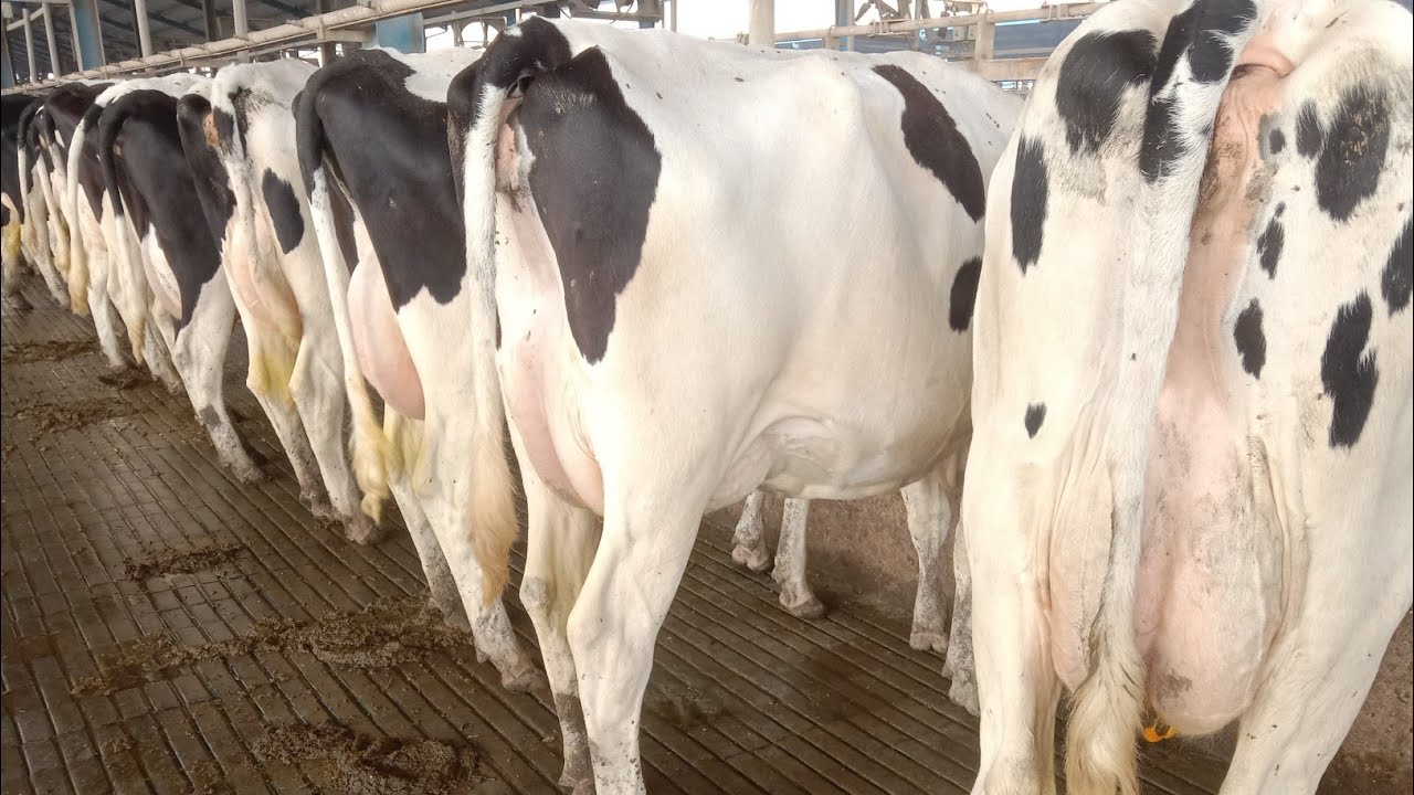 5000 Holstein Friesian cows Dairy farm in Pakistan! Biggest Dairy farm in Pakistan 