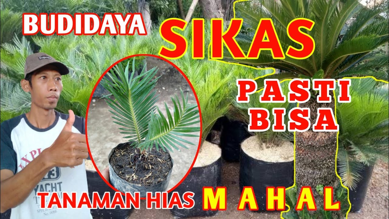 CARA BUDIDAYA POHON SIKAS | CYCAS TREE