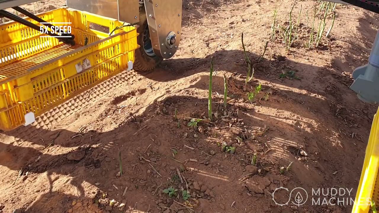 Muddy Machines Presents Green Asparagus Harvesting Robot - Sprout Field Trials 2021