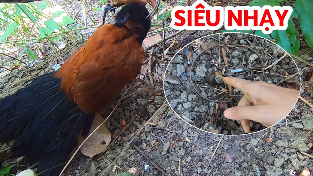Mồi bẫy BÌM BỊP đơn giản bằng ốc hiệu quả nhất | Vietnam hunting | Linh Gồm TV