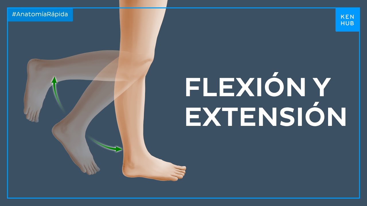 Movimiento de flexión y extensión - Anatomía Fácil | Kenhub